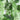 Forest Mix Landscape Glass