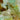 Jewel Mix Landscape Glass